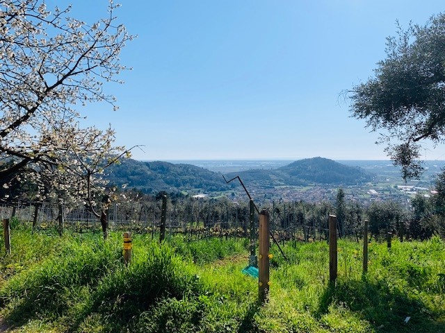 Azienda agricola in vendita a Stiava, Massarosa (LU)