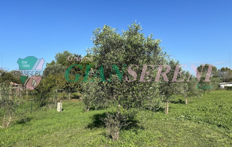 Agenzia Giansereni - 