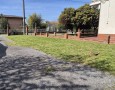 Pegasus - 
