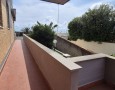 Pegasus - 