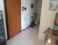 Pegasus - 