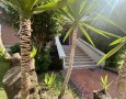 Pegasus - 