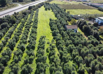 Terreno agricolo di 10000 mq c
