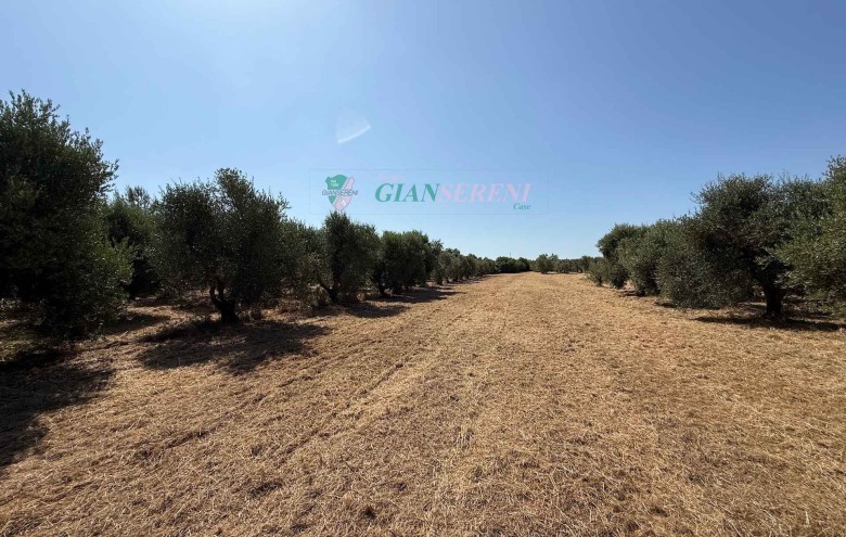 Agenzia Giansereni - 