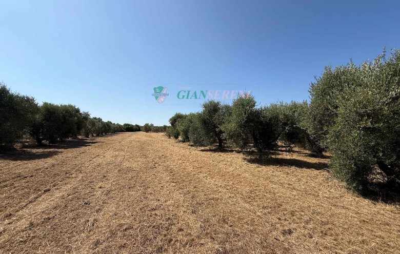 Agenzia Giansereni - 