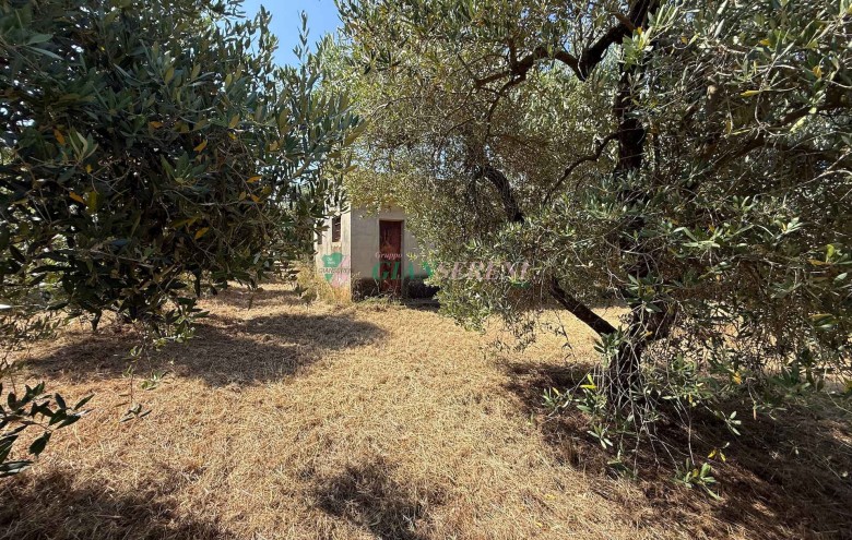 Agenzia Giansereni - 