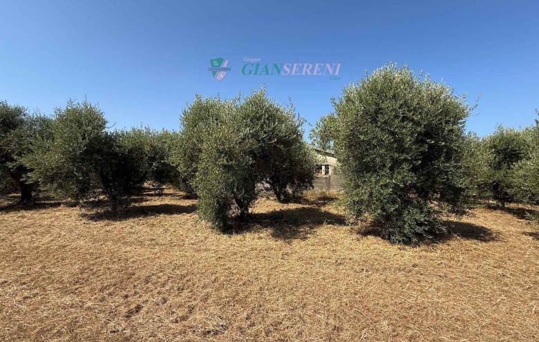 Agenzia Giansereni - 