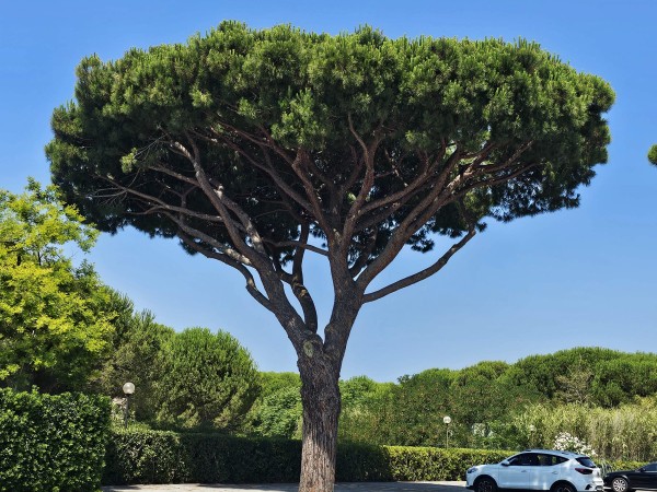 Riferimento 3FprincipinaGrande - Appartamento in Vendita a Grosseto