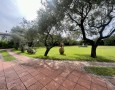 Pegasus - 