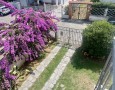 Pegasus - 
