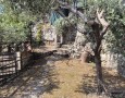 Pegasus - 