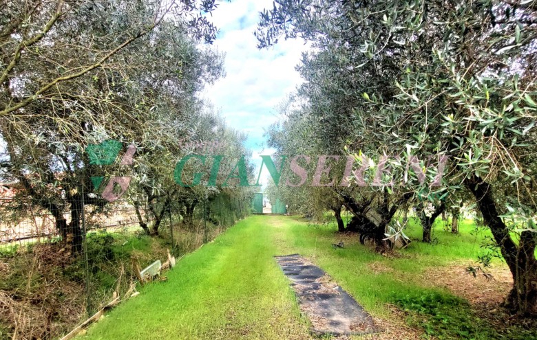 Agenzia Giansereni - 