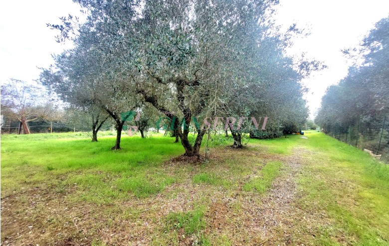 Agenzia Giansereni - 