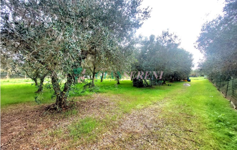 Agenzia Giansereni - 