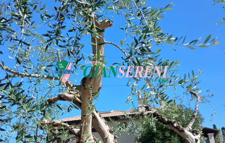 Agenzia Giansereni - 