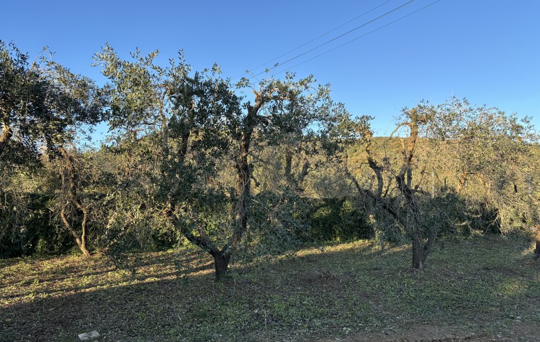 Agenzia Giansereni - 