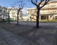 Pegasus - 