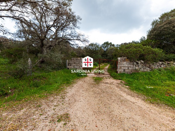 Splendida sughereta di circa 3