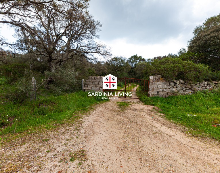 Splendida sughereta di circa 3