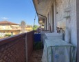 Pegasus - 