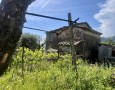 Pegasus - 