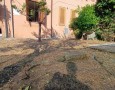 Pegasus - 