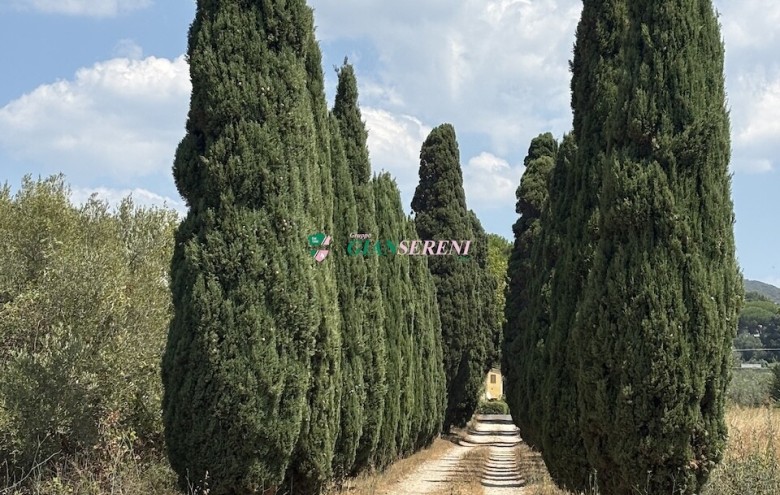 Agenzia Giansereni - 