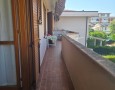 Pegasus - 