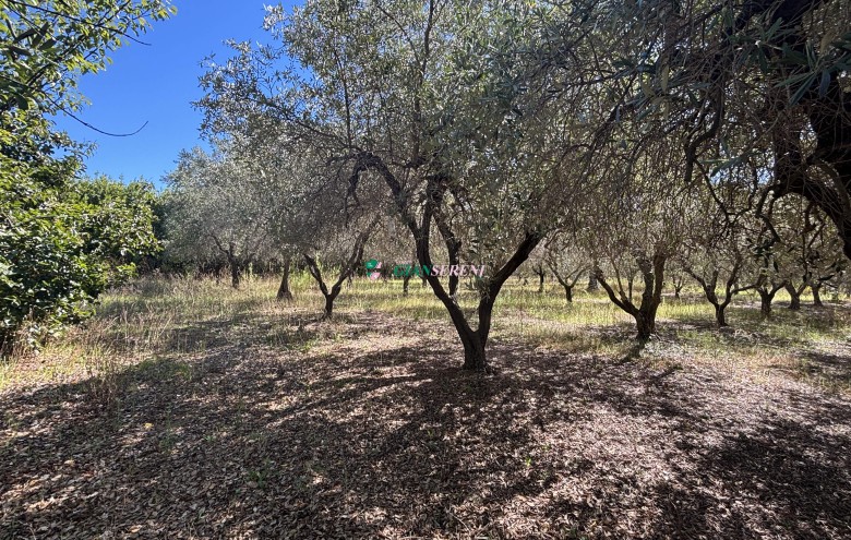 Agenzia Giansereni - 
