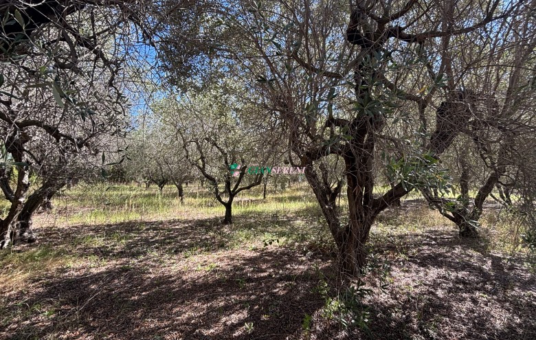 Agenzia Giansereni - 