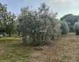 Giansereni Case - 