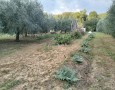 Giansereni Case - 