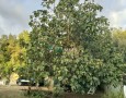 Giansereni Case - 