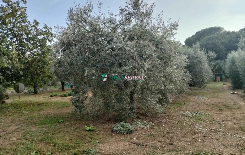 Agenzia Giansereni - 