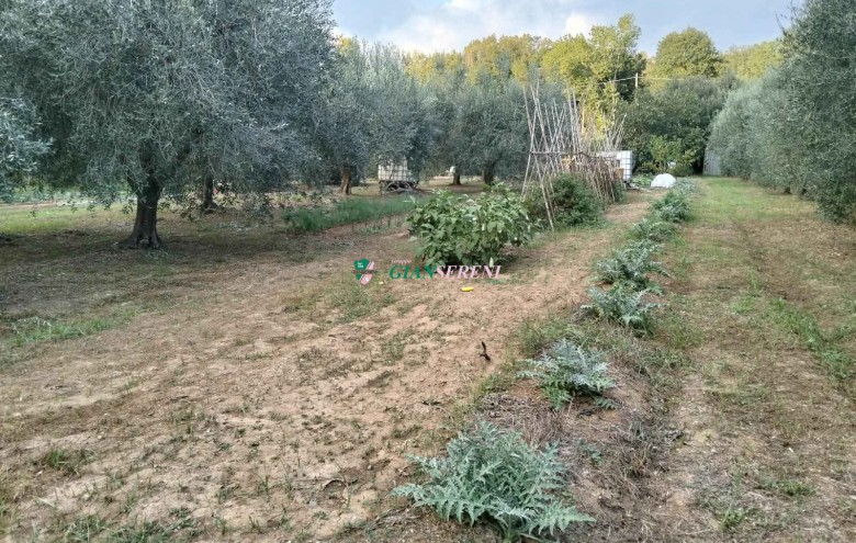 Agenzia Giansereni - 