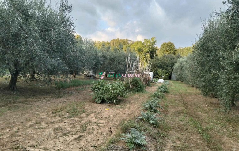 Agenzia Giansereni - 