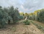 Cafaggio – terreno agricolo 
