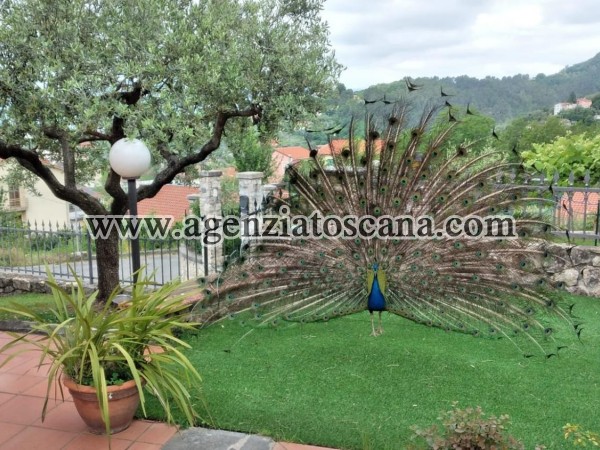 Villa Con Piscina in vendita, Arcola -  6