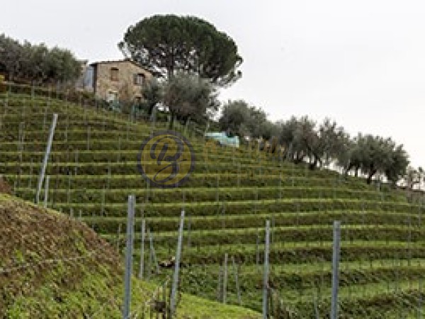 Riferimento CAMRUAZ133 - Agriturismo in Vendita a Pieve Di Camaiore