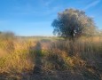 Aquileia - aq-2058-terreno-agricolo-grosseto-8a6ee.webp