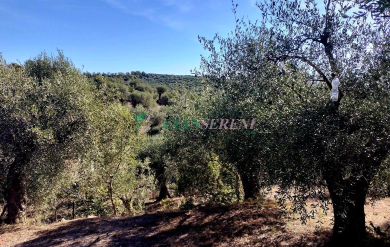 Agenzia Giansereni - 