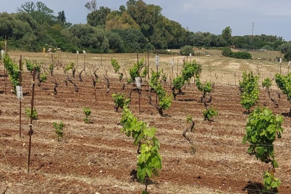 Terreno edificabile con frutte