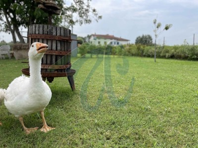 Casa ristrutturata con giar...