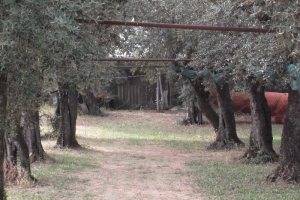 Rustico In Vendita A Seravezza