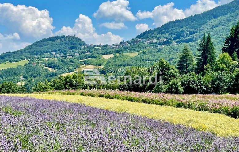 Immagine 3 