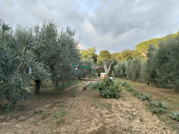 CAFAGGIO – TERRENO AGRICOLO ...